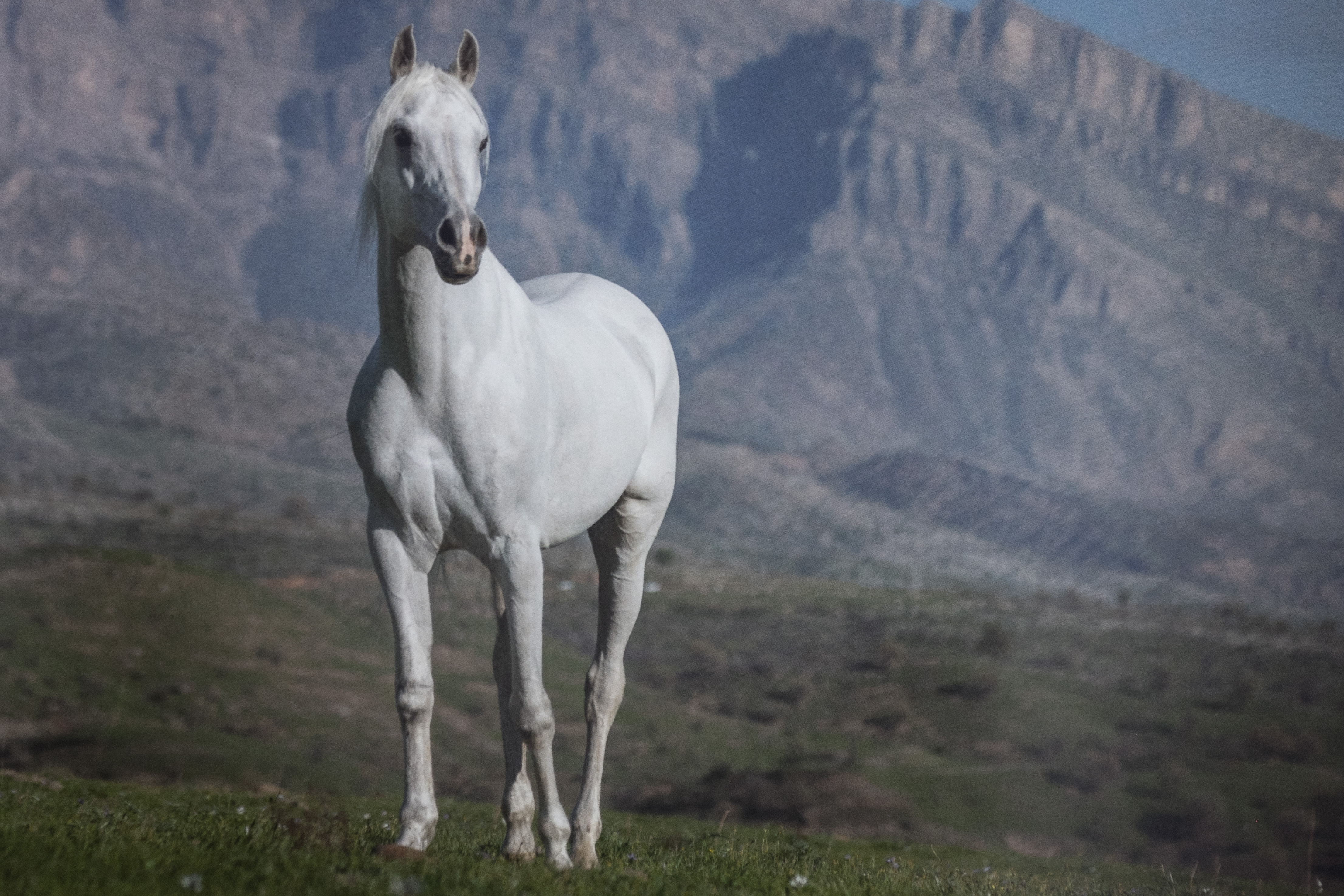 The Horses of Kurdistan recounts history through animals